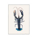 Illustration d'un homard bleu de Bretagne